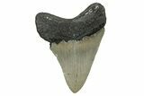 Serrated, Fossil Megalodon Tooth - North Carolina #338550-1